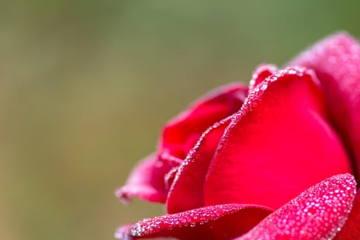 close-up of red rose with water drops (shallow DOF)