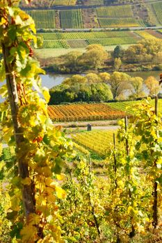 Herbst in den Weingärten bei Reil an der Mosel