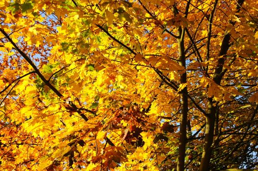 Spitzahorn Zweige im Herbst
