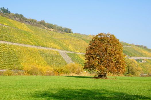 berühmte Weinlage Brauneberger Sonnenuhr an der Mosel