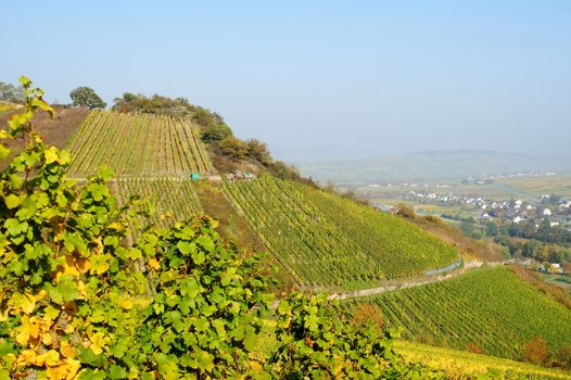 Weinberge bei Wintrich an der Mosel
