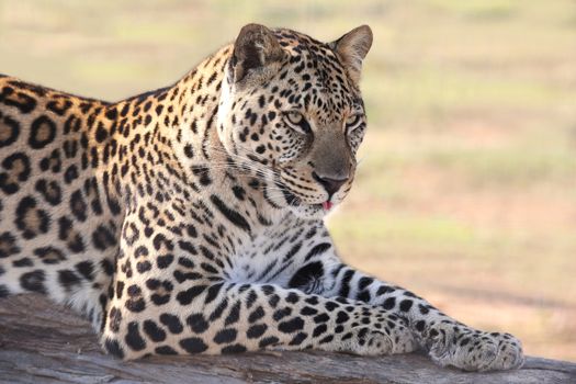 Beautiful male leopard resting on a tree log