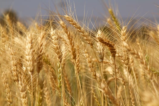 Yellow grain wheat growing in farm field