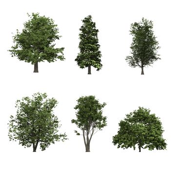 Collection tree isolated on white background