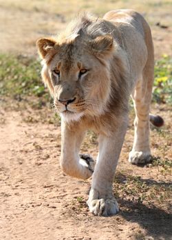 Young male lion walking with intent look on it's face