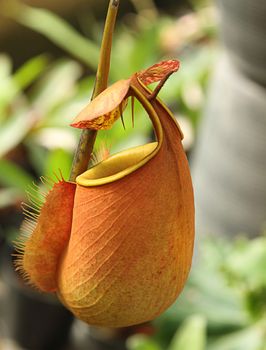 The pitcher plant Nepenthes species is a carnivorous plant