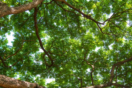 Under the tree with branch and green leaves