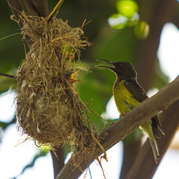 Bird (Olive-backed Sunbird) feeding new born chicks