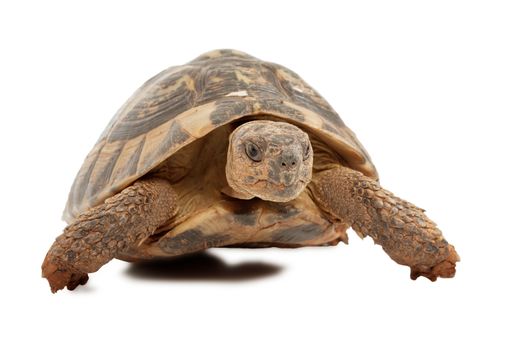 turtle isolated on white background, focus on turtle head