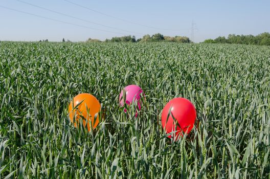 three colorful big balloons on rye crop field and blue summer sky