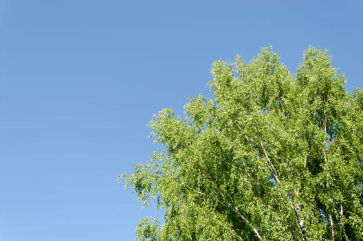big old wide birch branches on blue sky background