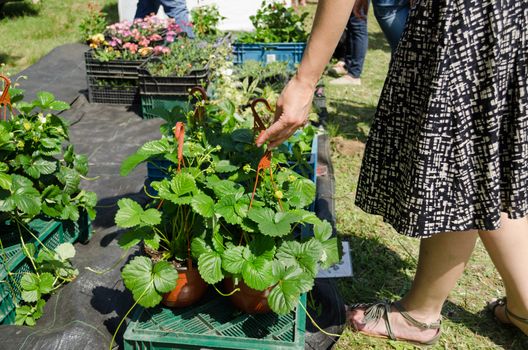 Hand take strawberry seedling pots for planting sold in market fair.