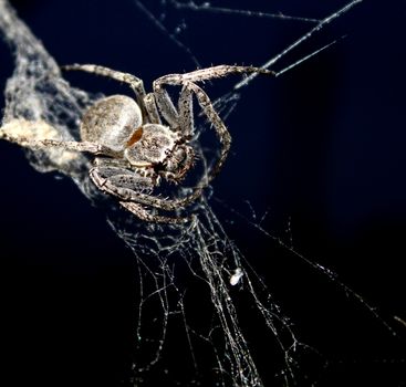 spider on web on black background