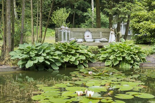 pond with water lily hosta plants and forest as background