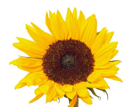 Beautiful Yellow Sunflower, isolated on white background