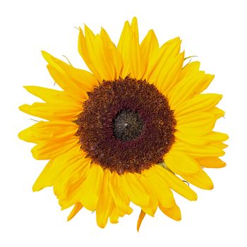 Beautiful Yellow Sunflower, isolated on white background