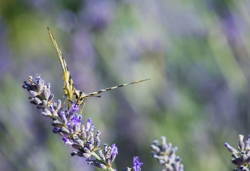 Close up of a butterfly feeding on a flower 