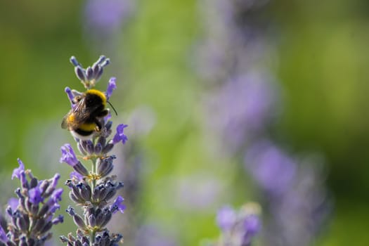 Close Up of a Bee Feeding on a Flower 