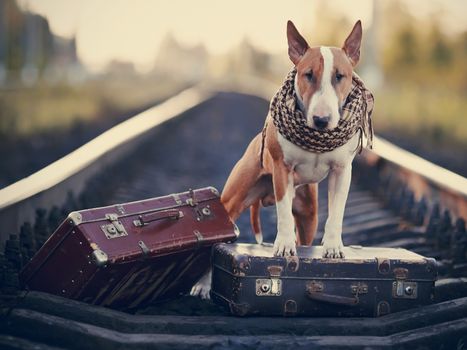 The bull terrier looks for the house. The dog waits for the owner. The lost dog. Bull terrier on the road. Dog on rails. Dog with suitcases. Tramp