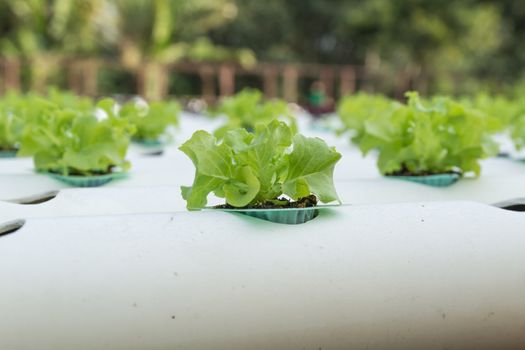 Hydroponic vegetable is planted in a garden.