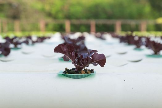 Hydroponic vegetable is planted in a garden.