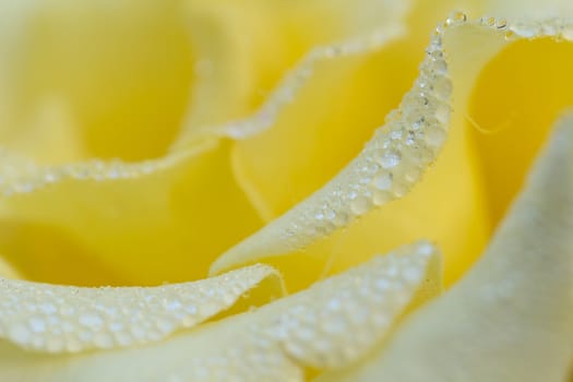 drop of water on rose