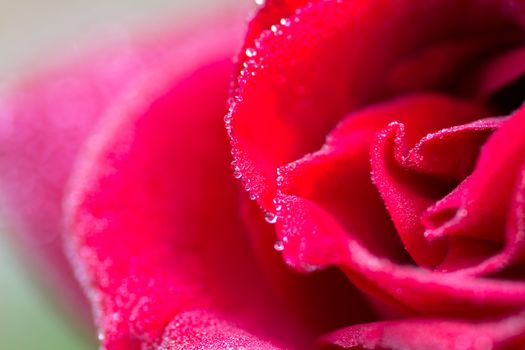 close-up of red rose with water drops (shallow DOF)