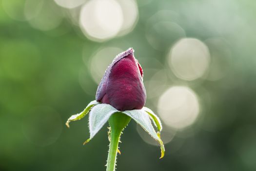 Red roses are not blooming. Background with bokeh.