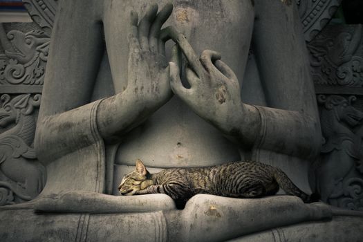 Cat sleeping on the lap Buddha statues.