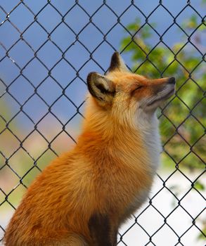 Alaskan Fox in Preserve with closed eyes and a pensive pose