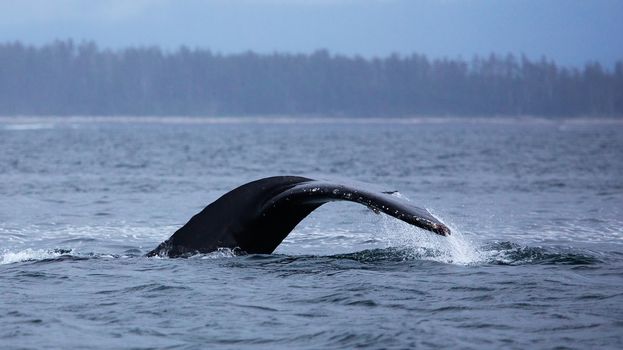 Side view of Humpback wall going for a dive