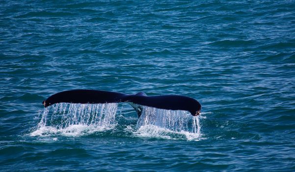 View of Humpback whale tail and it readies itself for a dive leaving a wall of trailing water
