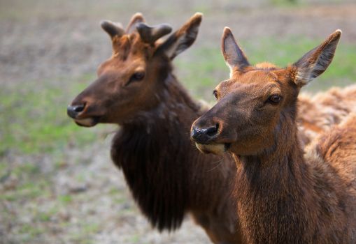 A pair of young brown Caribou of male and female sex