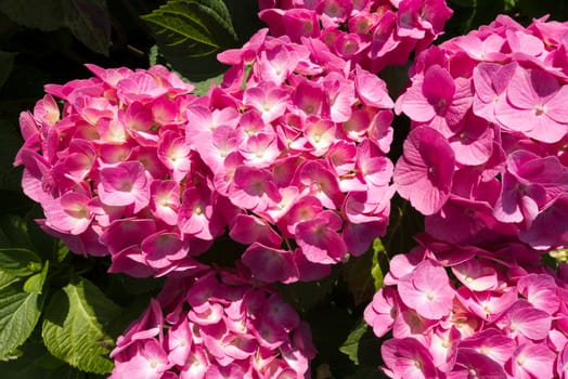 Close up of blooming of a pink hydrangea flowers with green leaves