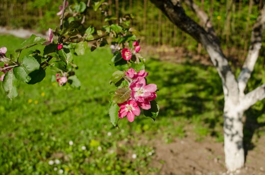 close up of apple tree branch with small pink blossom on garden background
