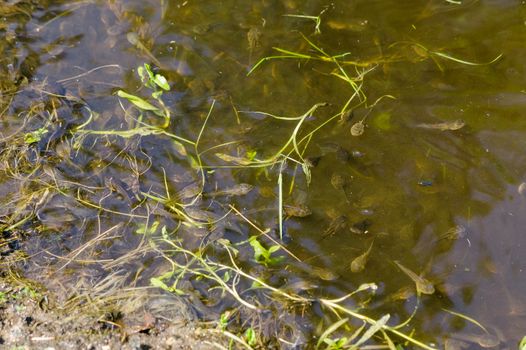 muddy bank edge swarming multitude of small black tadpoles