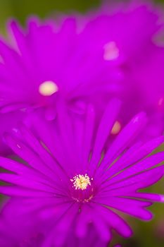 Pink and yellow flowers of succulent plant in full bloom