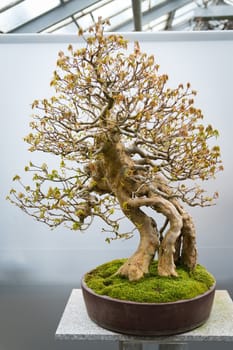 An old bonsai tree in botanical garden