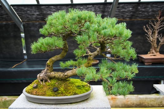 An old bonsai tree in botanical garden