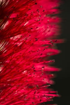 Detail of stamen and pistils of a red flower in backlight