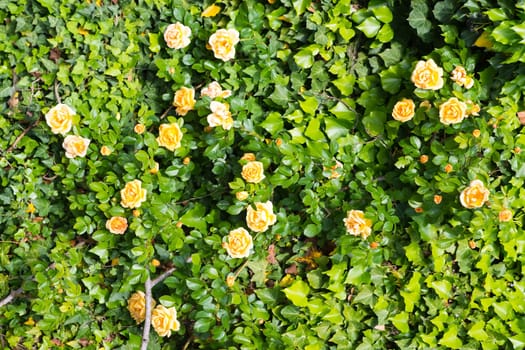 Wall of yellow roses