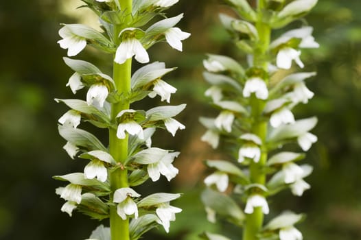 Spike of white flowers in rows in full bloom