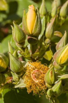 Rose flowers and buds in full bloom in May