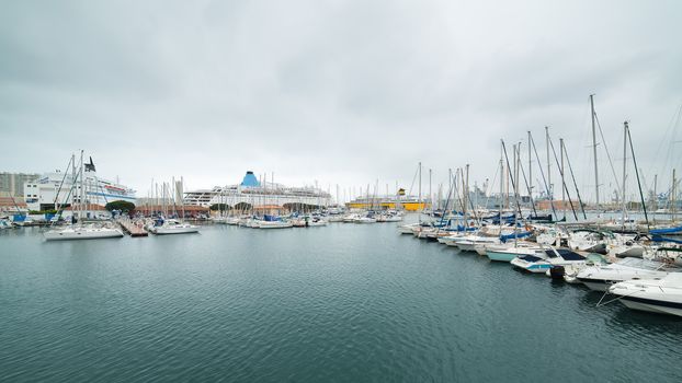 plenty of boars in Toulon harbour