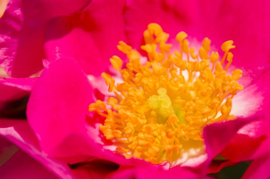 Rose flowers and buds in full bloom in May