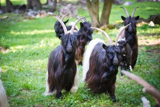 Alpen hairy goat and its breed