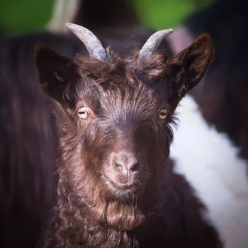 Close-up of alpen hairy goat