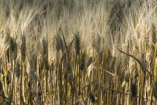 Field of cultivated wheat under the sun, Triticum.