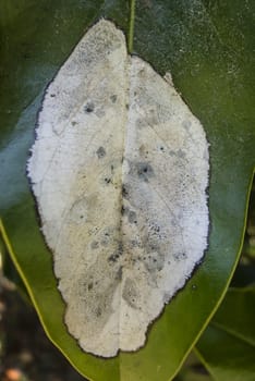 Spots of decay and fungy on green leaf of Magnolia