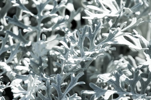 detail of fern leaf in abstract pattern,shakkow focus